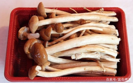 蘑菇小常识（中）10种味道鲜美的蘑菇，哪一种是菌中之王？插图30